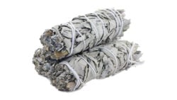 White Sage 4"