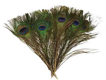 Peacock feather