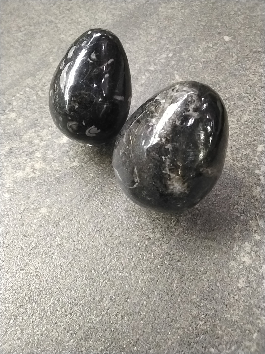 Orthoceras Fossil Egg