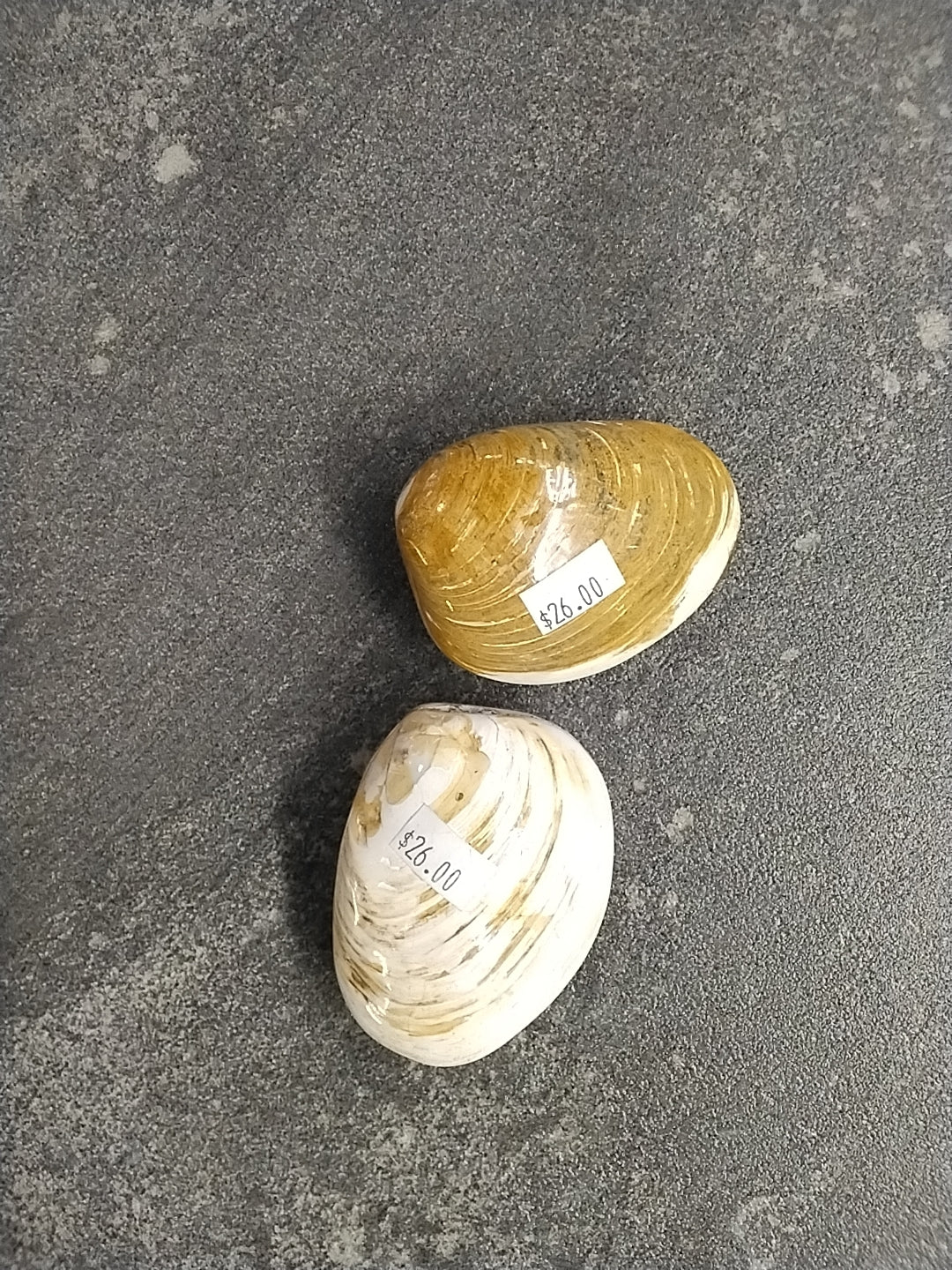 Fossilized Bivalve