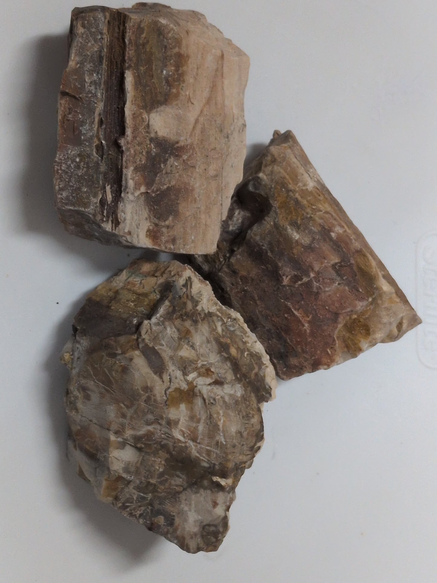 Rough Petrified Wood stone