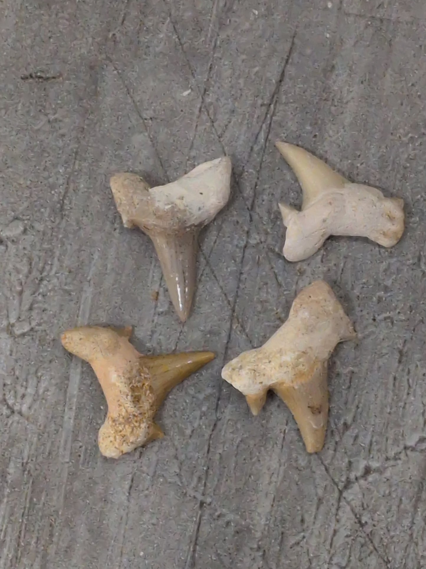 Fossil Sharks Teeth