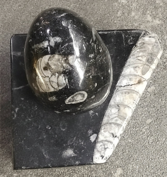 Orthoceraas Fossil
