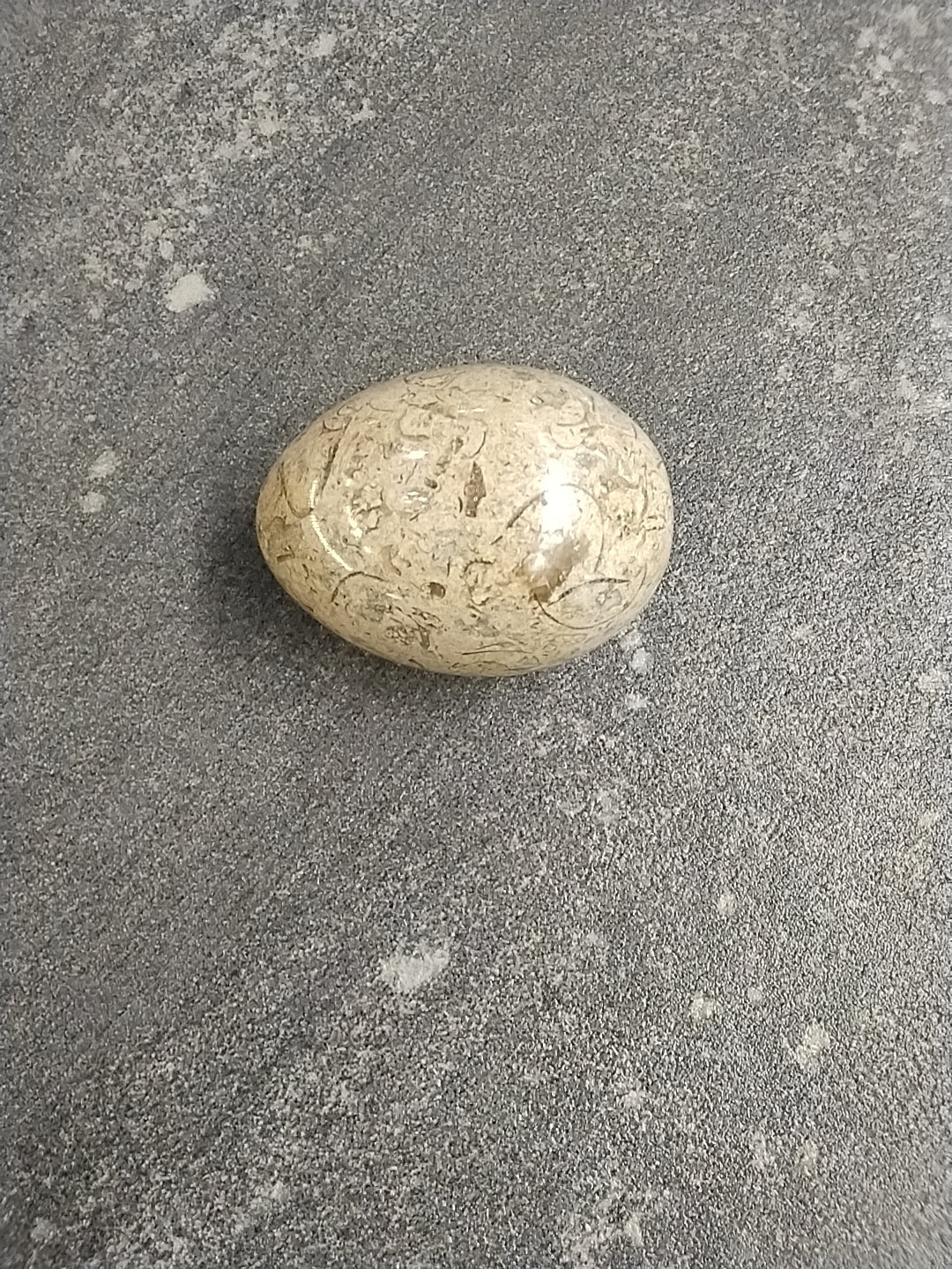 Fossil Stone Egg