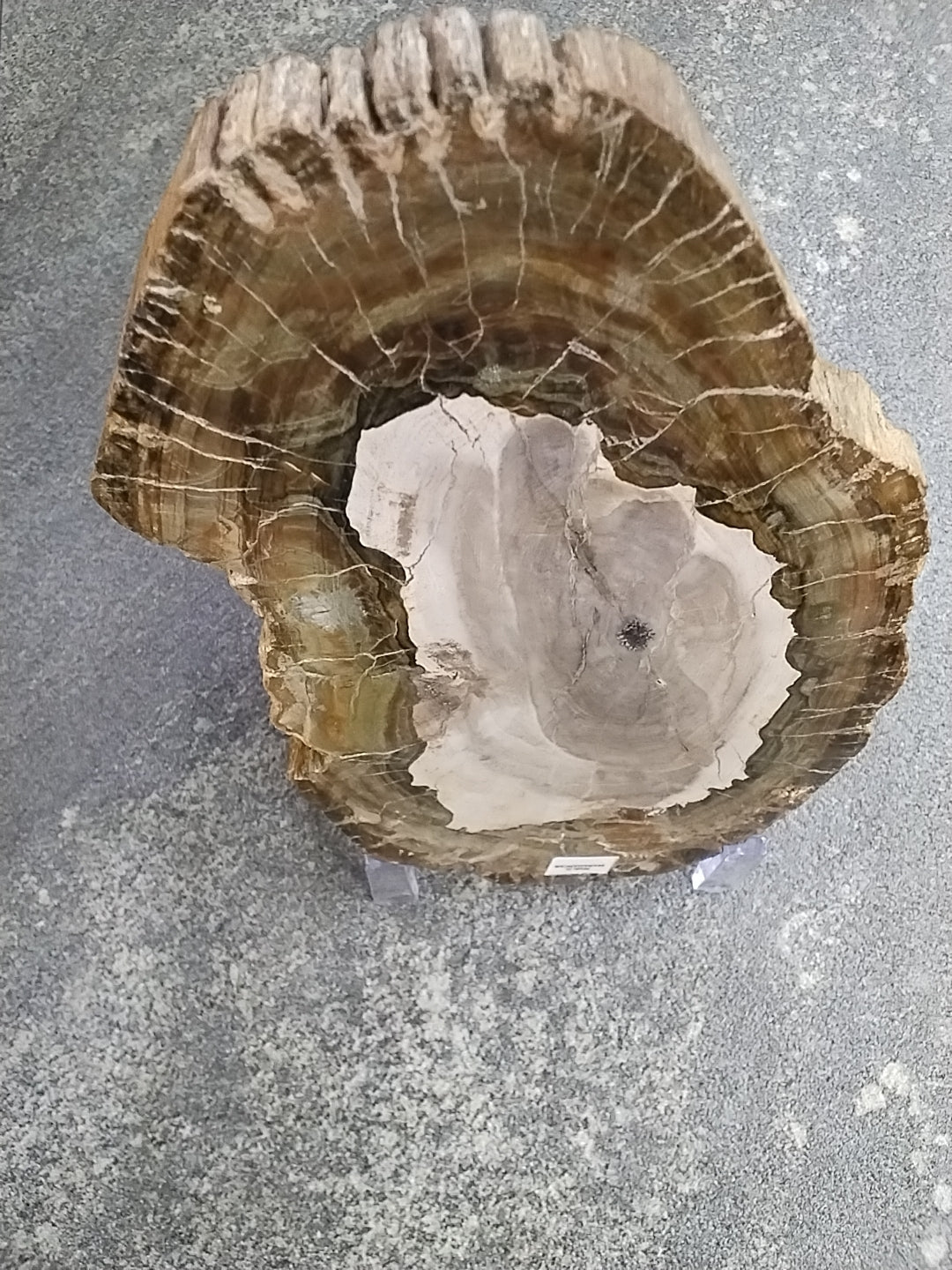 Large Petrified Wood slab