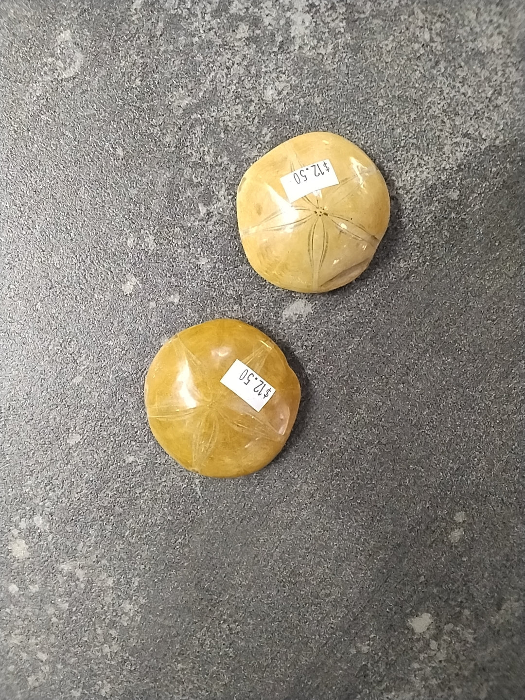 Fossilized Sand Dollar