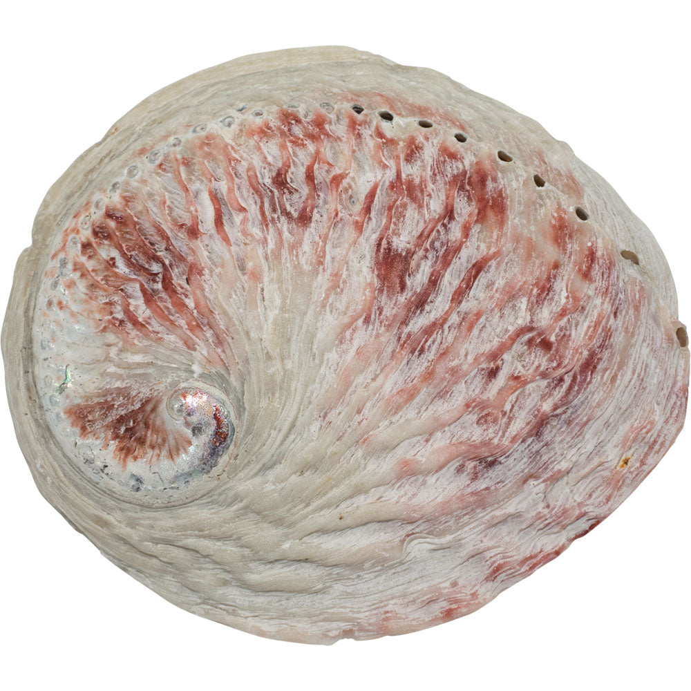 Abalone Shell