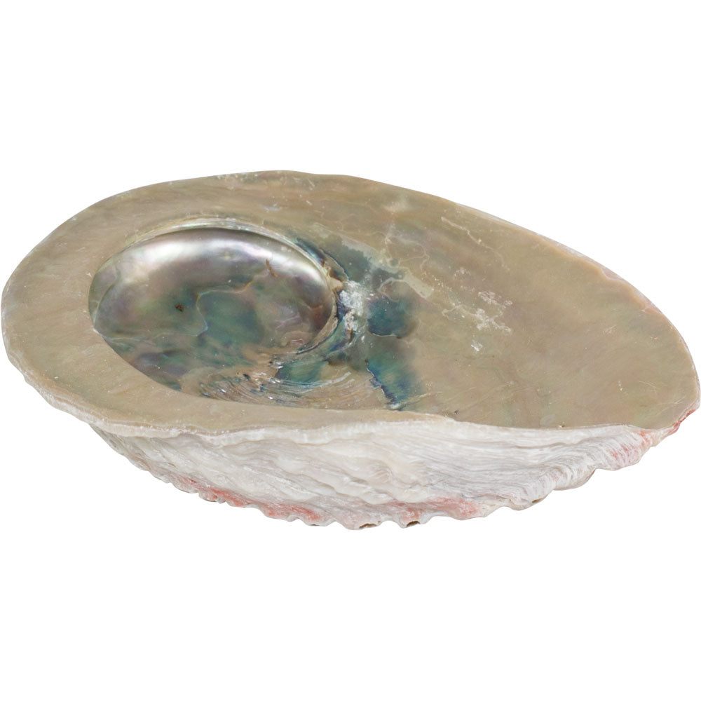 Abalone Shell