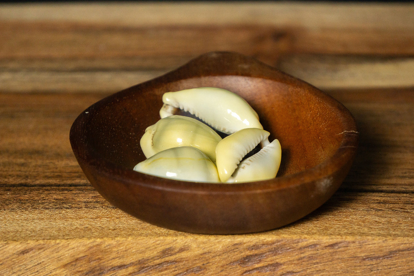 Cowrie Shells