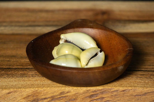 Cowrie Shells