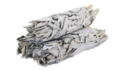 White Sage 6"