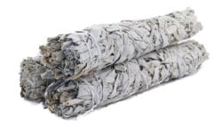 White Sage 8"