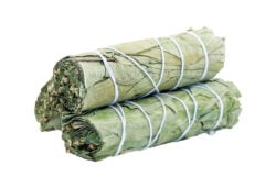 Eucalyptus Smudge 4"