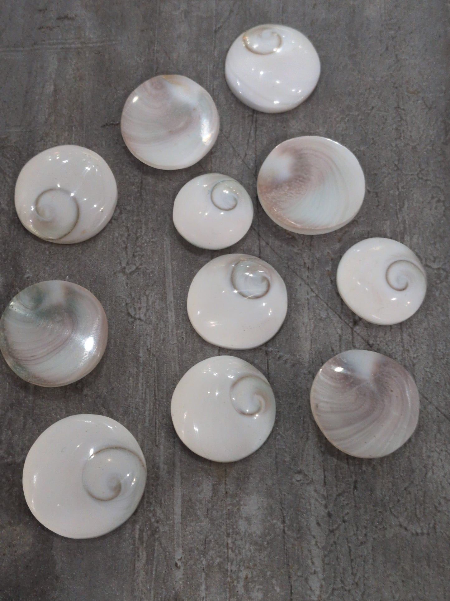 Shiva Eye Shell
