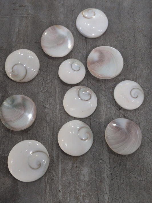 Shiva Eye Shell