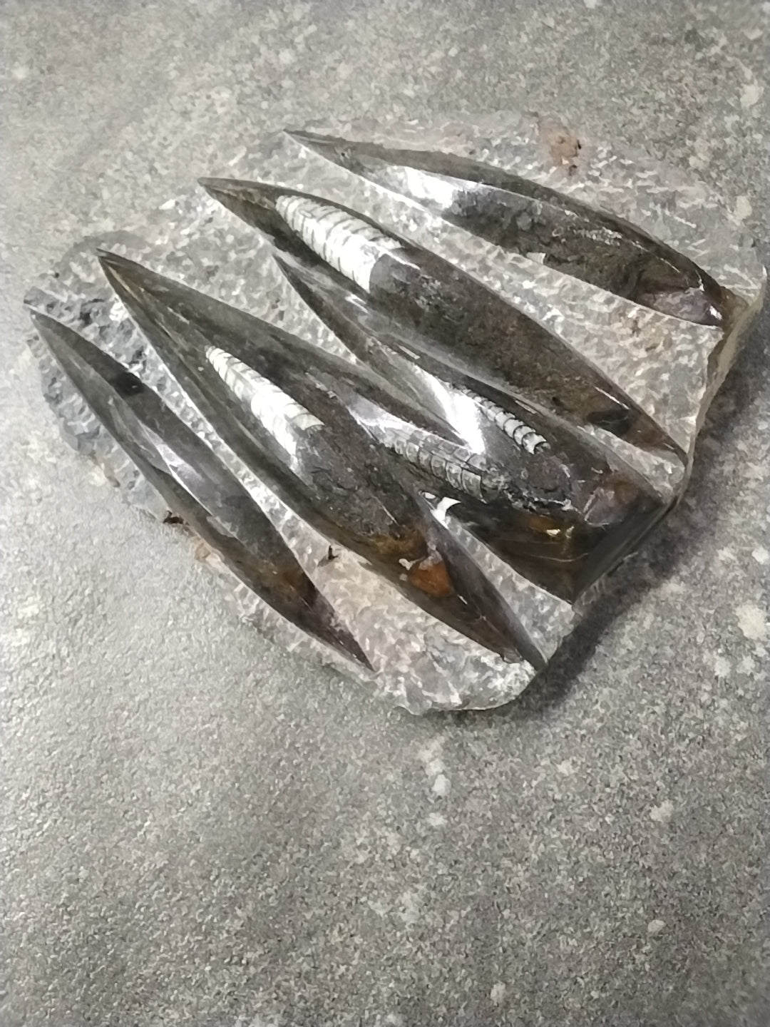 Orthoceras Fossil cluster
