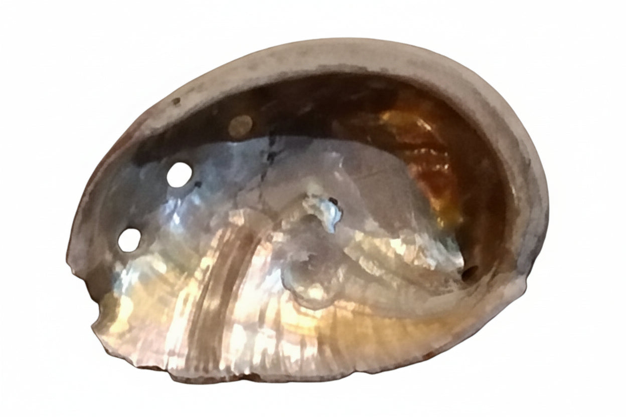 Abalone Shell