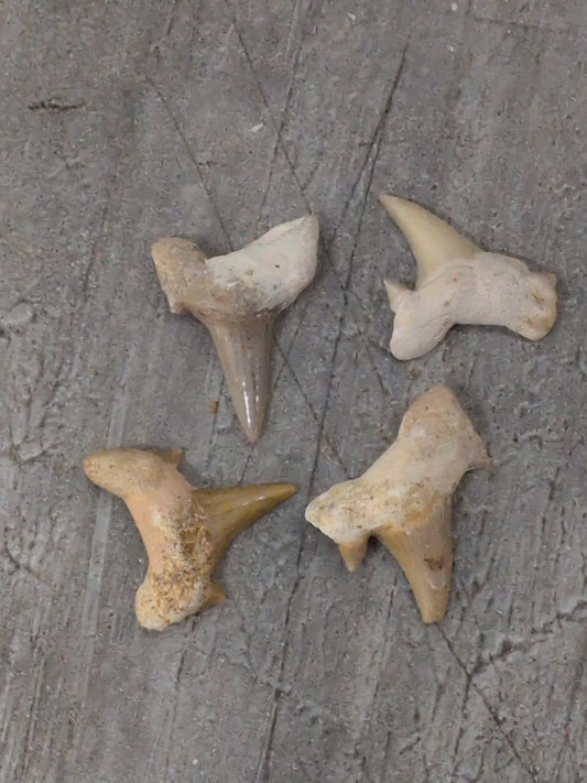 Fossil Sharks Teeth