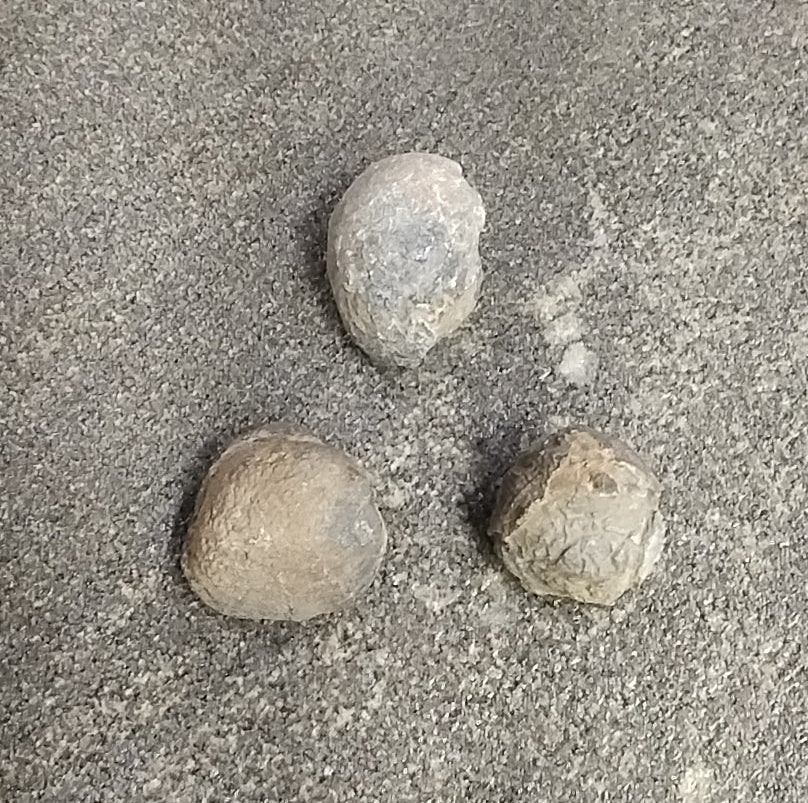 Brachiopod Muchrospirifer Thedfordensis