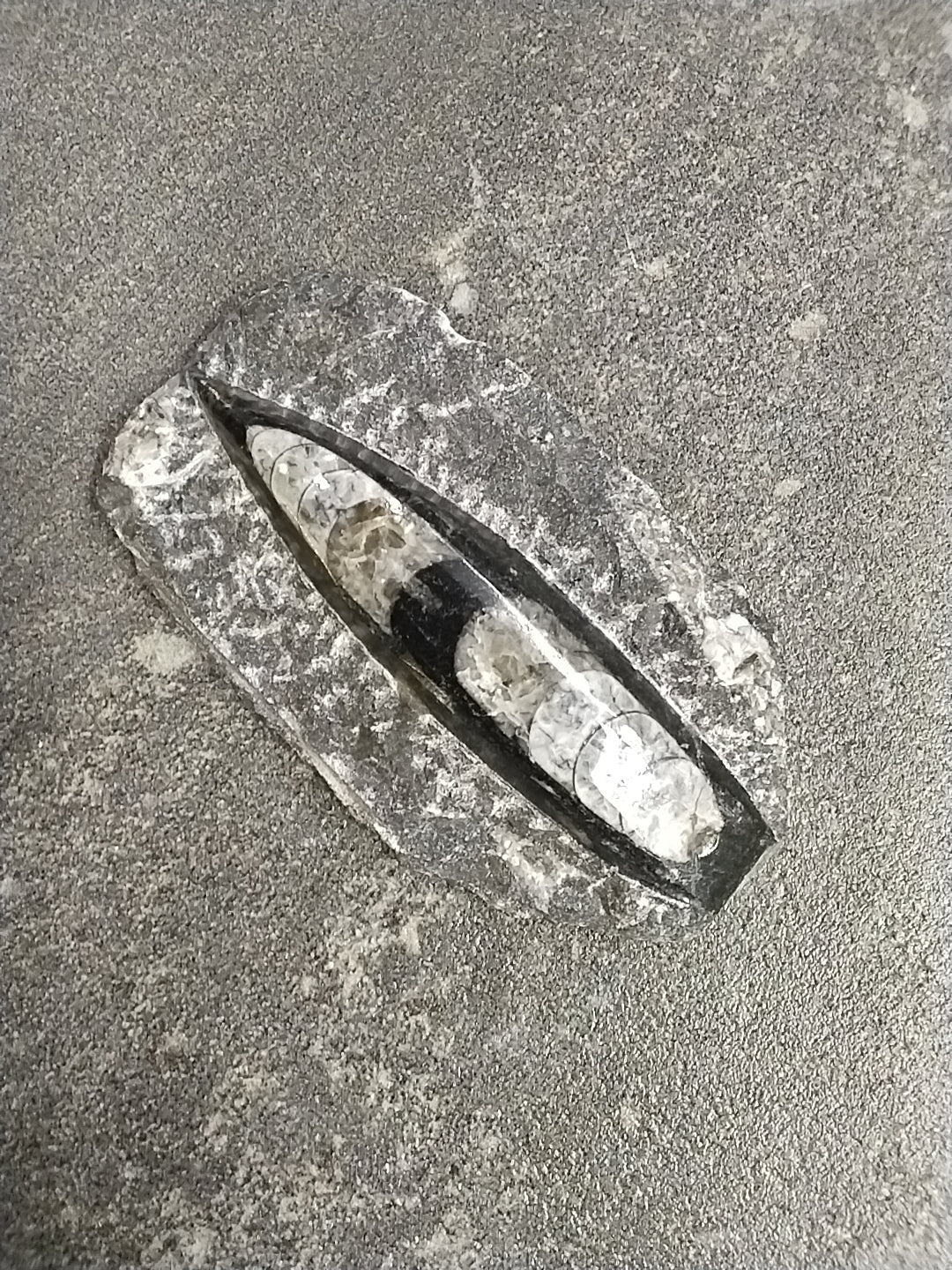 Orthoceras Fossil in Granite