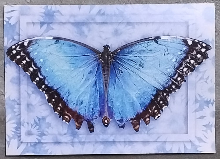Azure Butterfly Gift Card