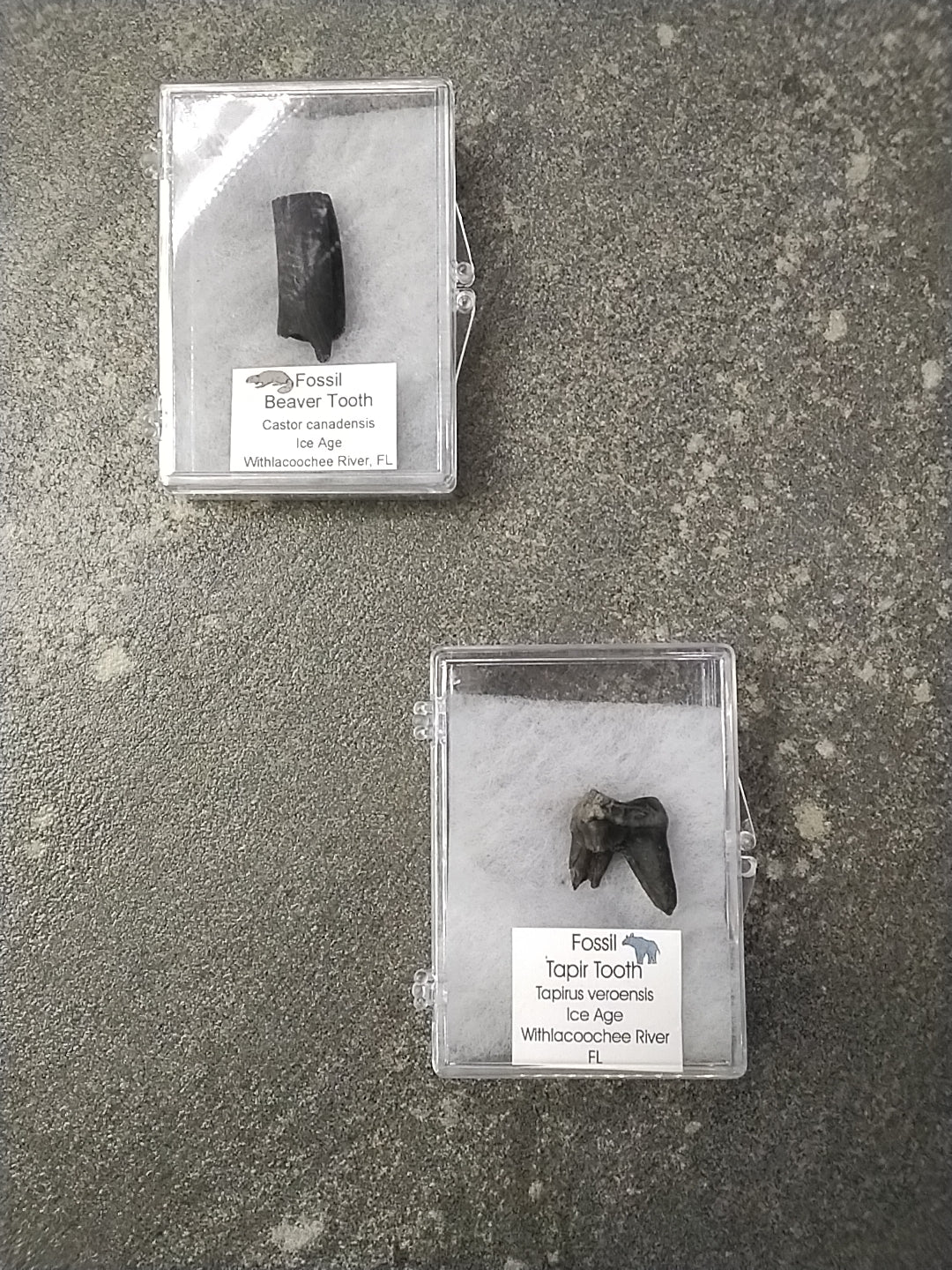 Assorted Fossilized Animal Teeth Priced Each