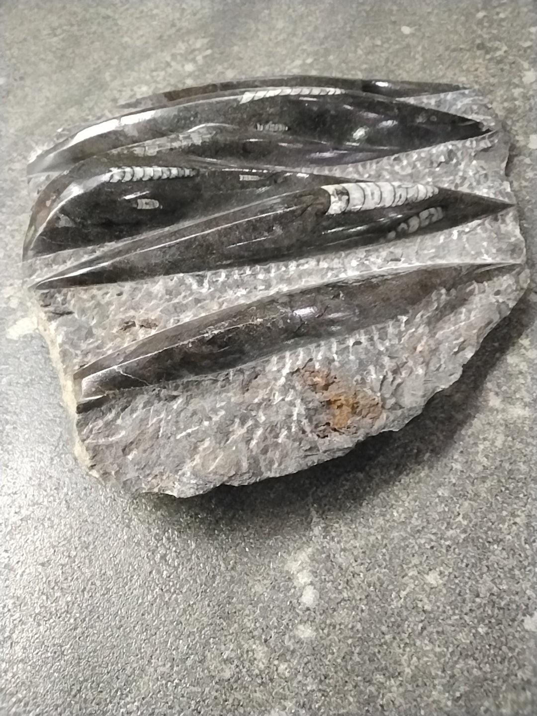 Orthoceras Fossil cluster