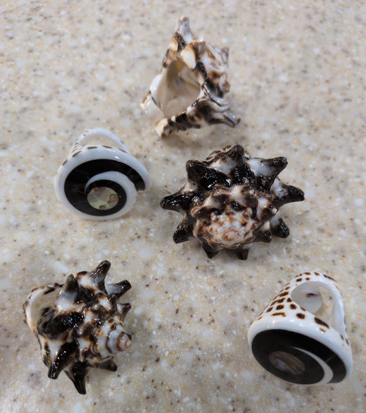 Assorted Shell Rings
