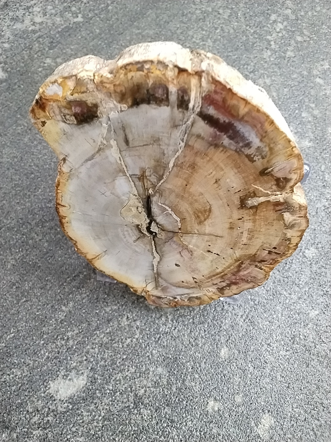 Small Petrified Wood slab