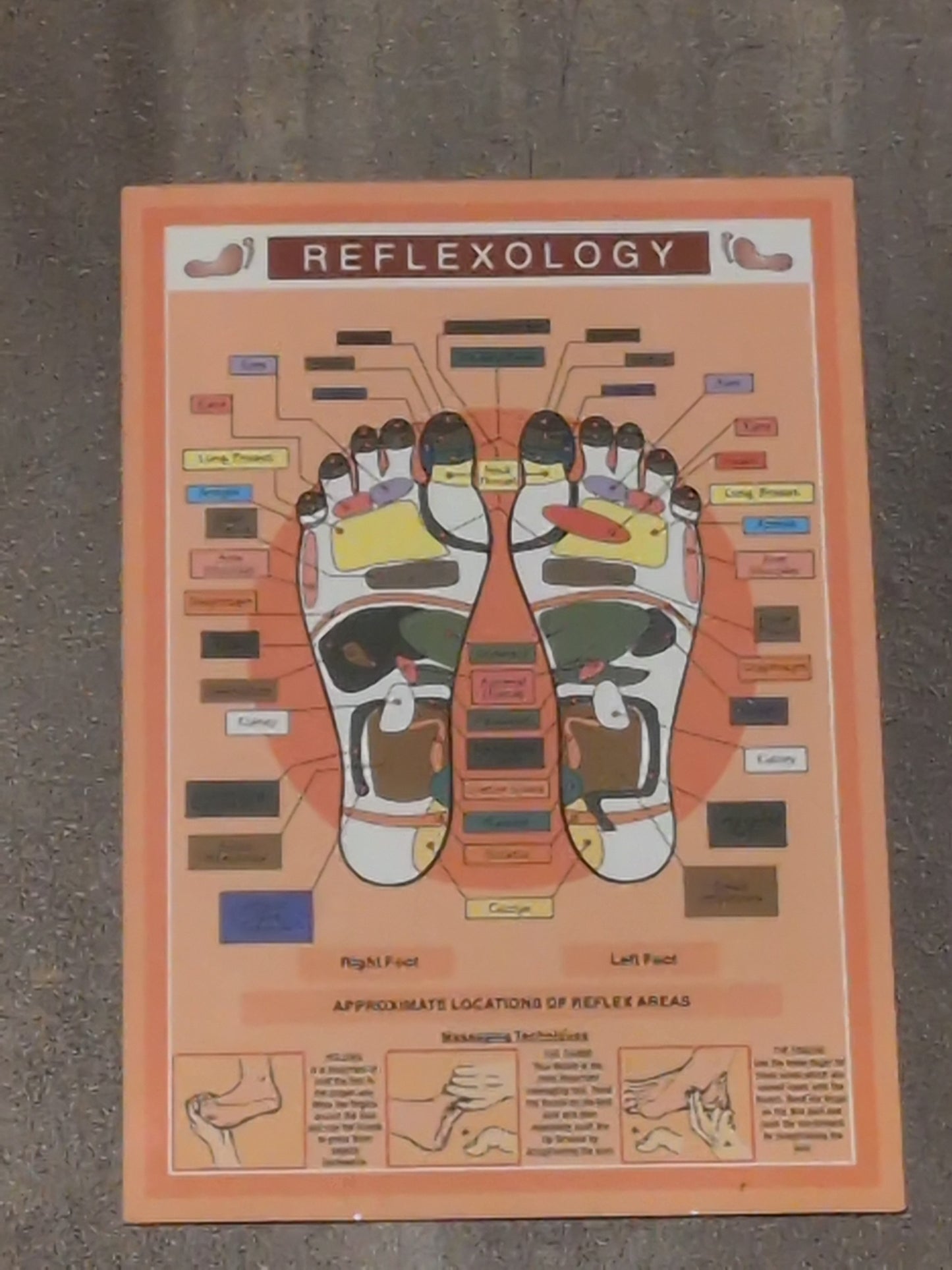 Reflexology Laminated Chart