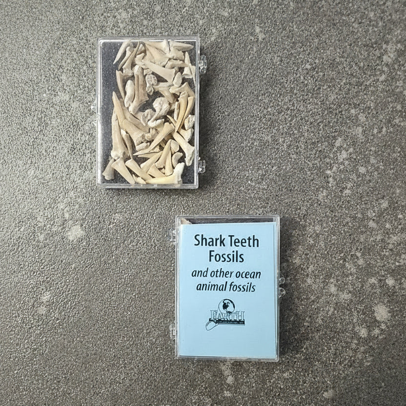 Assorted Ocean Fossils