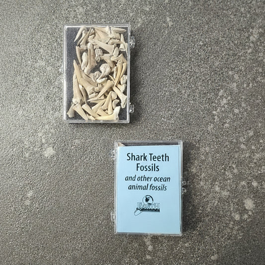 Assorted Ocean Fossils