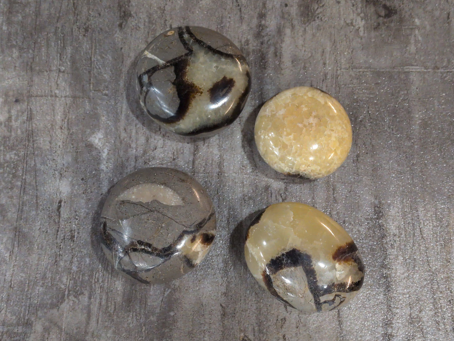 Septarian Palm stone Priced Each
