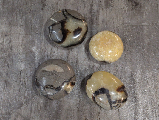 Septarian Palm stone Priced Each