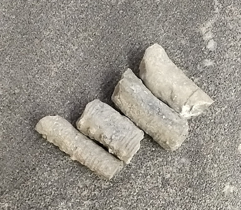 Crinoid Fossil