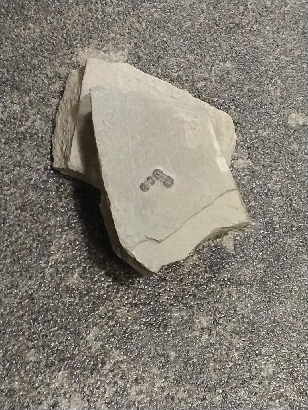 Trilobite Fossil