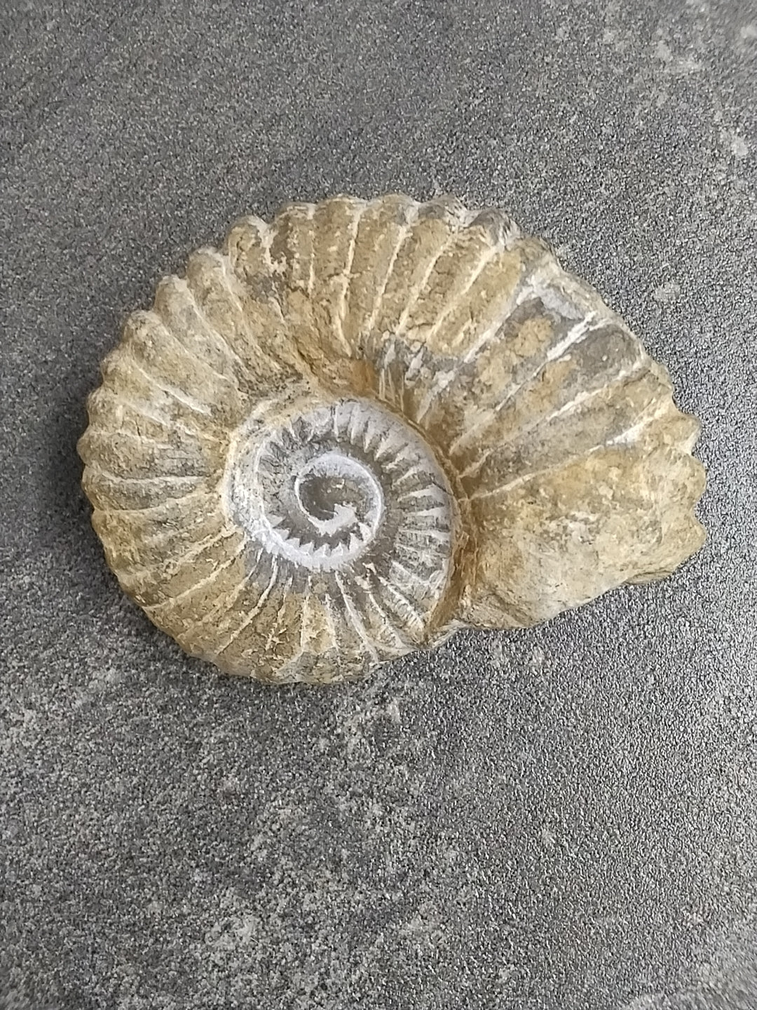 White Ammonite Fossil
