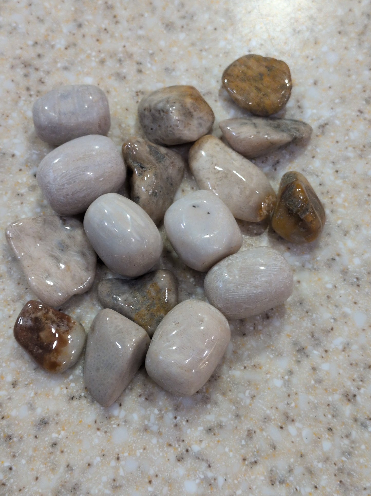 Agatized Coral Tumbled stone